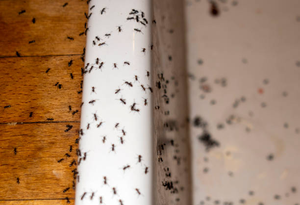 Best Local Pest Control Services  in Mount Pleasant, IA