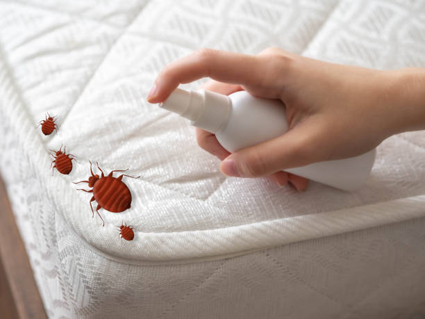 Best Ant Control Services  in Mount Pleasant, IA