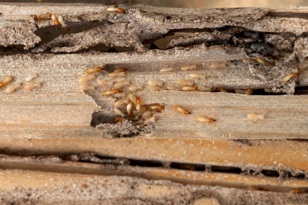 Best Rat Extermination Near Me  in Mount Pleasant, IA