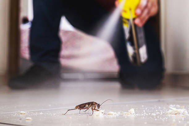 Best Pest Prevention Services  in Mount Pleasant, IA